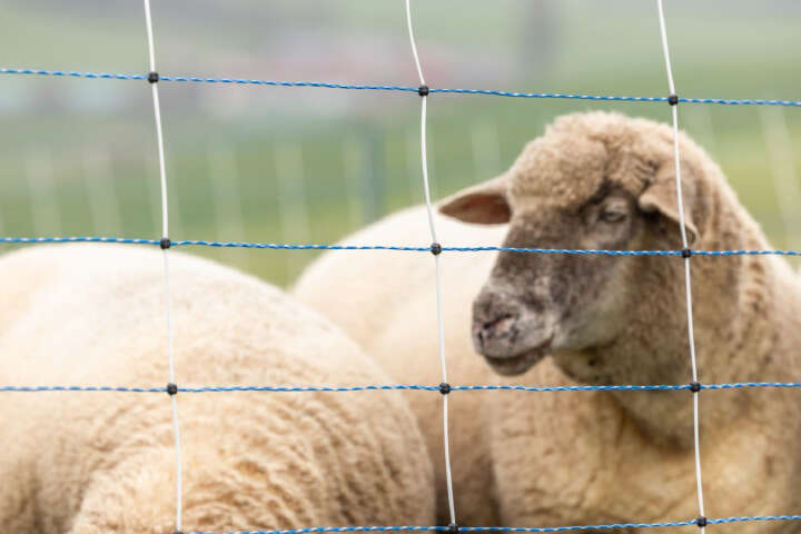 AKO Weidezaun TitanNet Premium 50m Einzelspitze